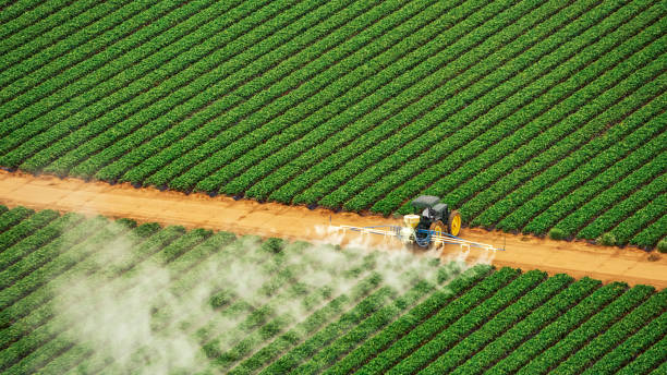 Best Termite Control Services  in West Loch Estate, HI