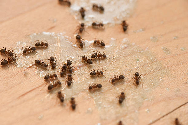 Best Mosquito Control Services  in West Loch Estate, HI